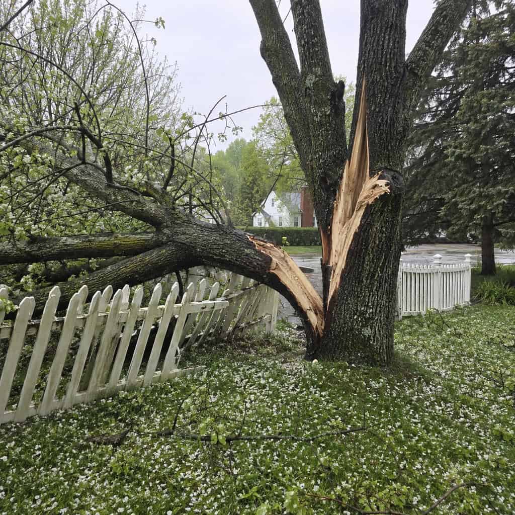 Bradford Pear