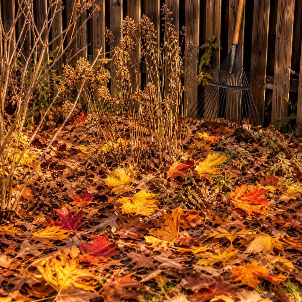 Raking Every Last Leaf Out of Your Beds