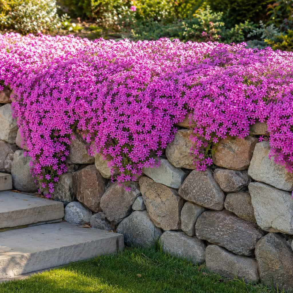 Creeping Phlox