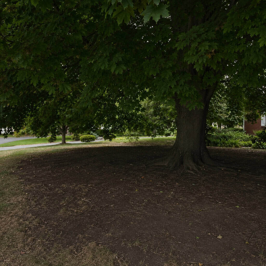 Norway Maple