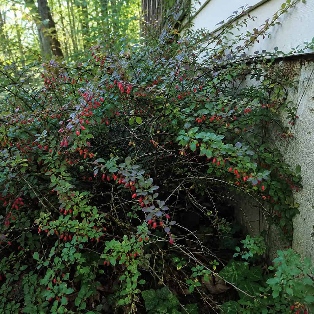 Japanese Barberry