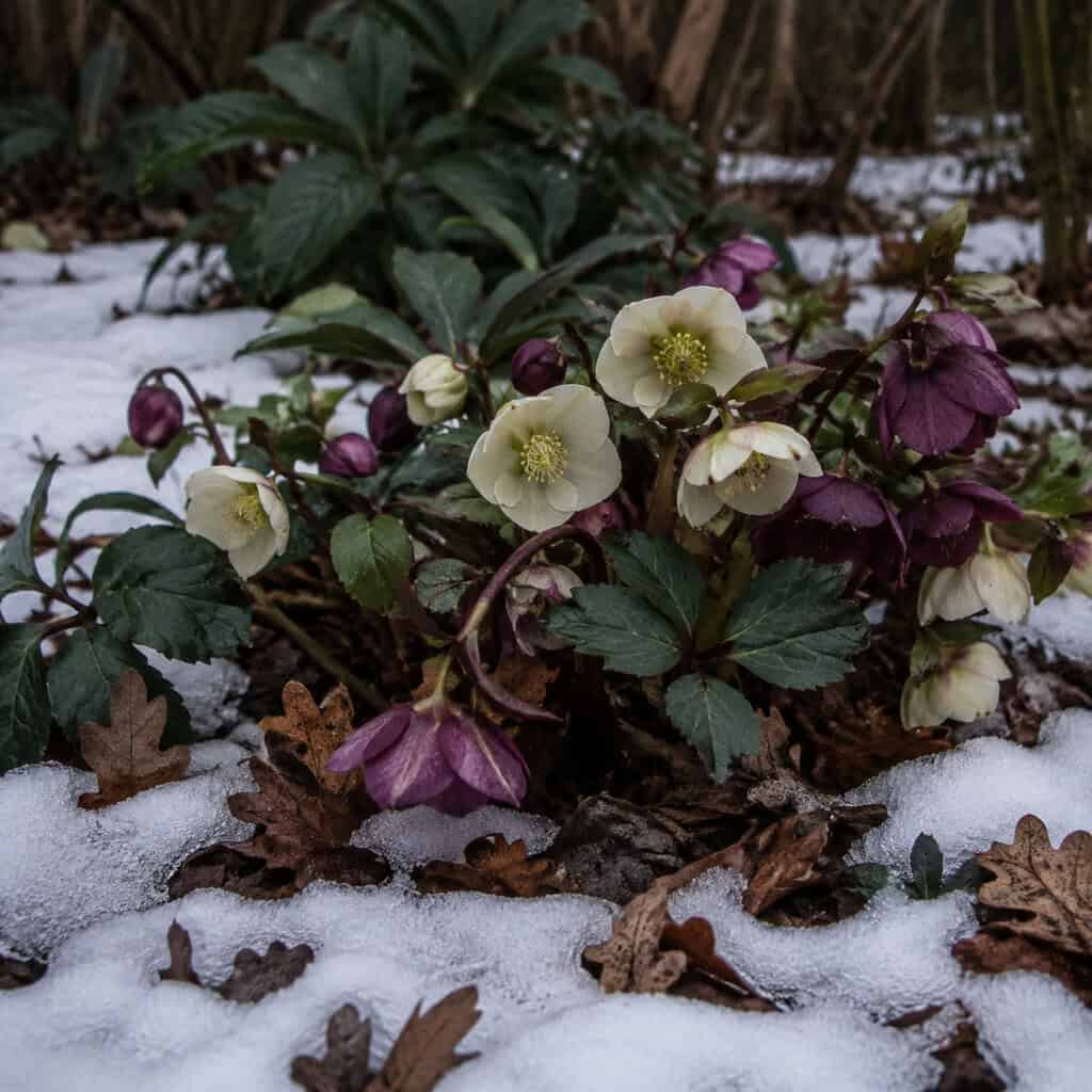Lenten Rose