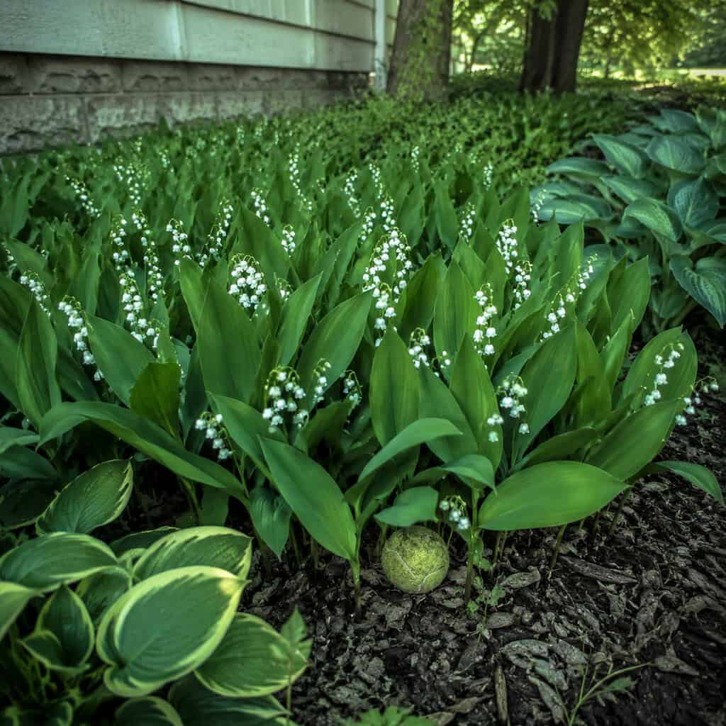 Lily of the Valley