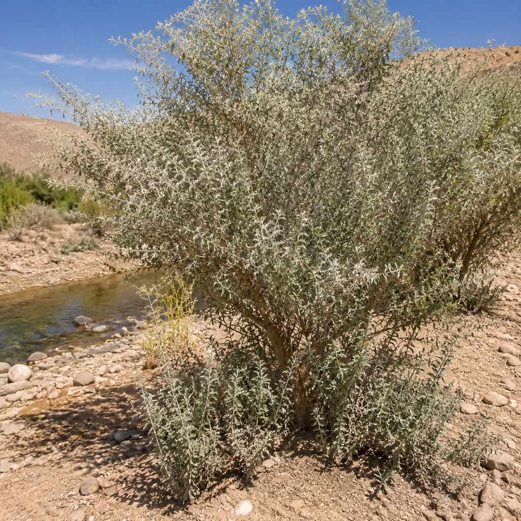 Russian Olive