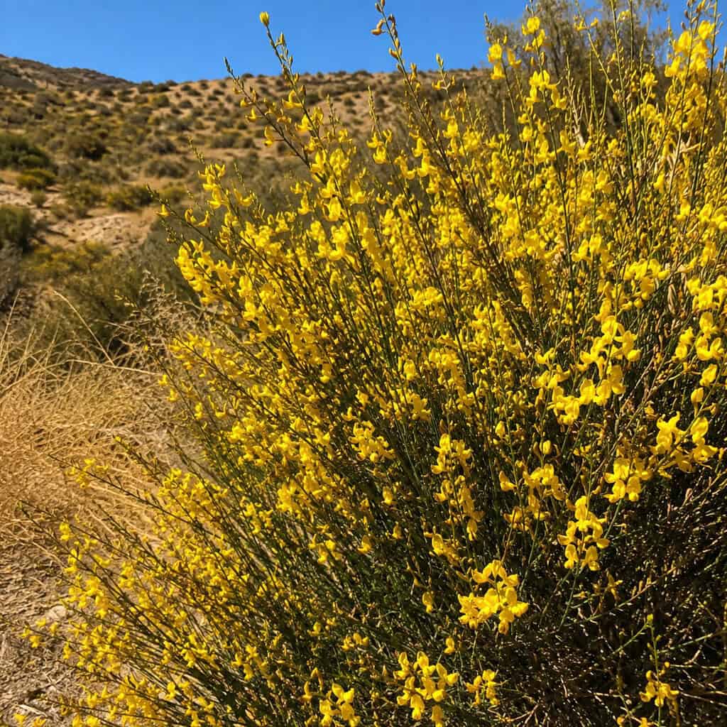Scotch / Sweet Broom (Cytisus)