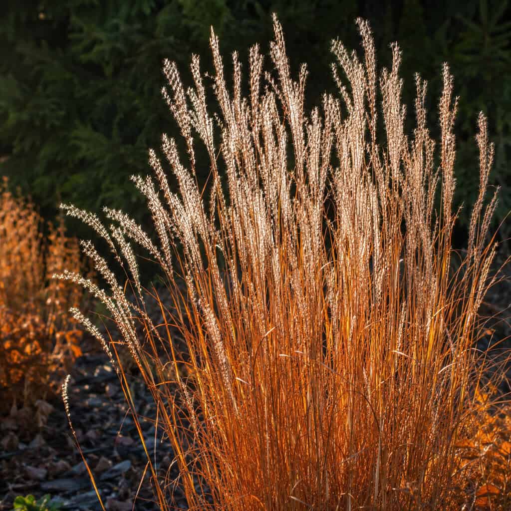 Little Bluestem