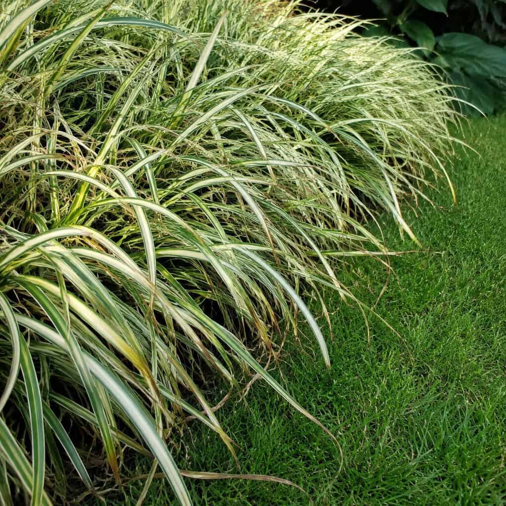 Golden Bamboo Grass — Ribbon Grass