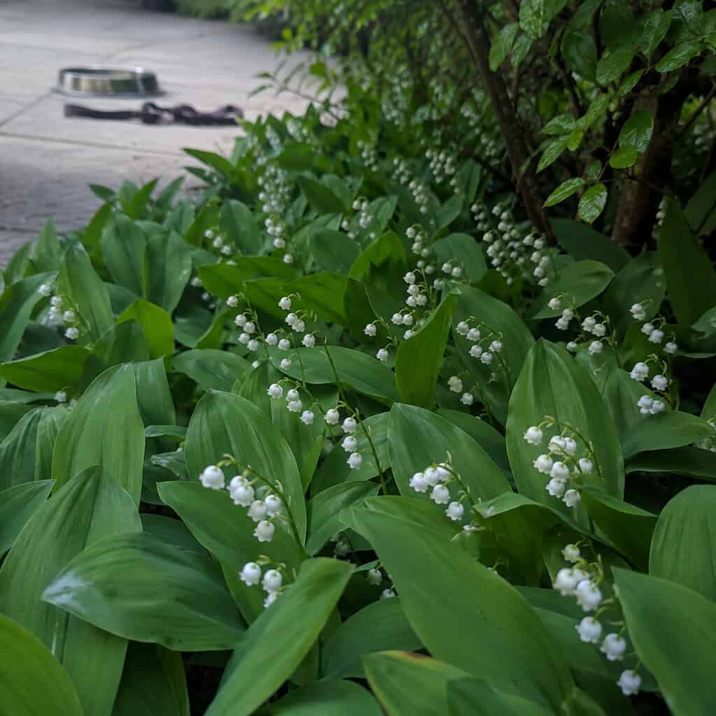 Lily of the Valley