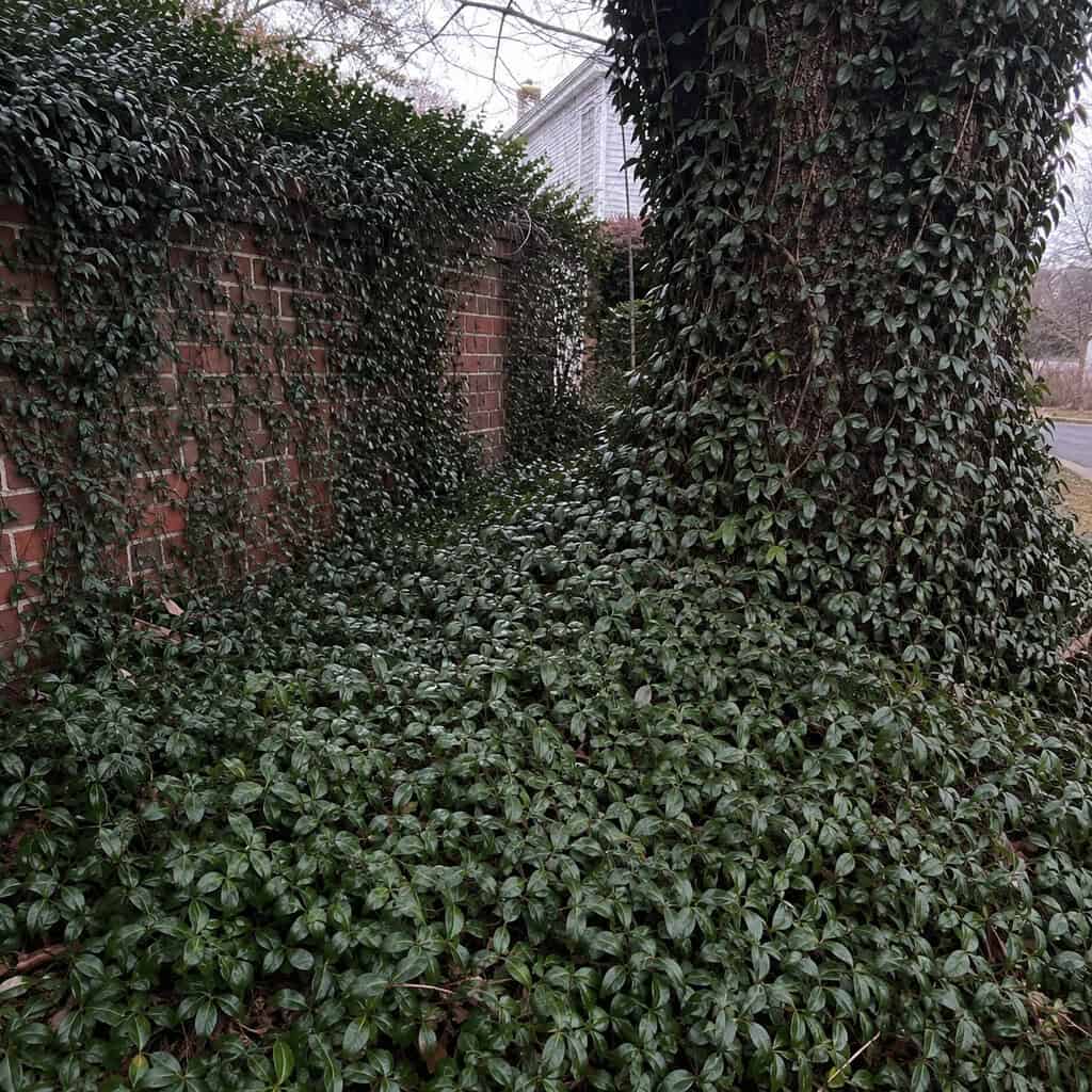 Wintercreeper (Euonymus fortunei)