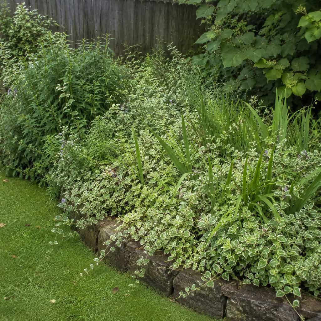 Bishop's Weed (Goutweed)