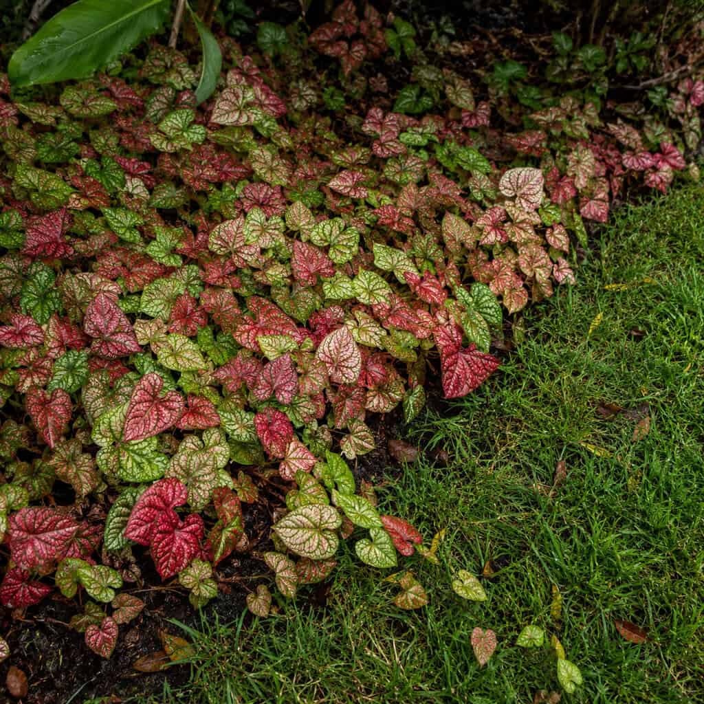 Chameleon Plant (Houttuynia)