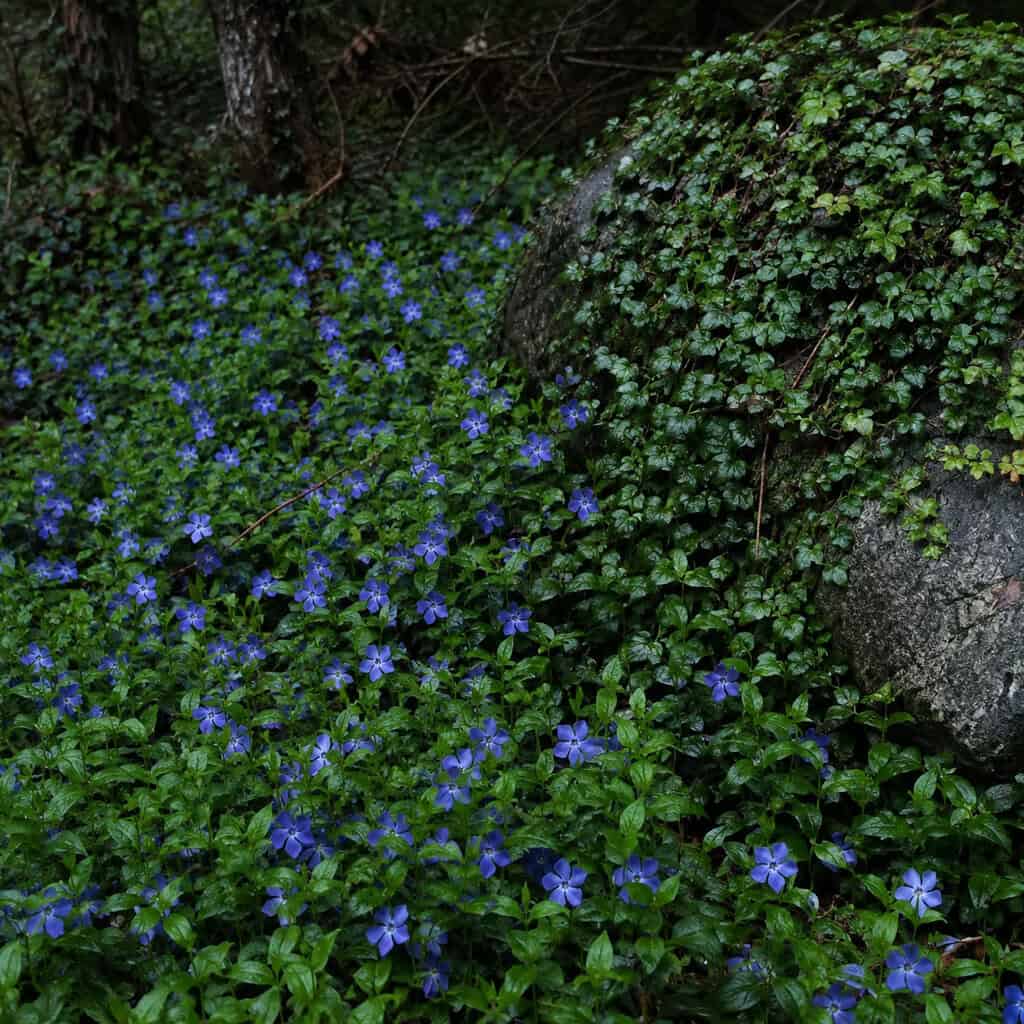 Vinca (Periwinkle) & Wintercreeper