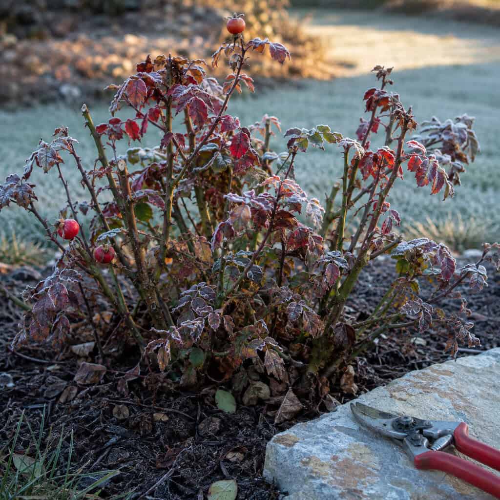 Cutting Roses Hard Before Winter