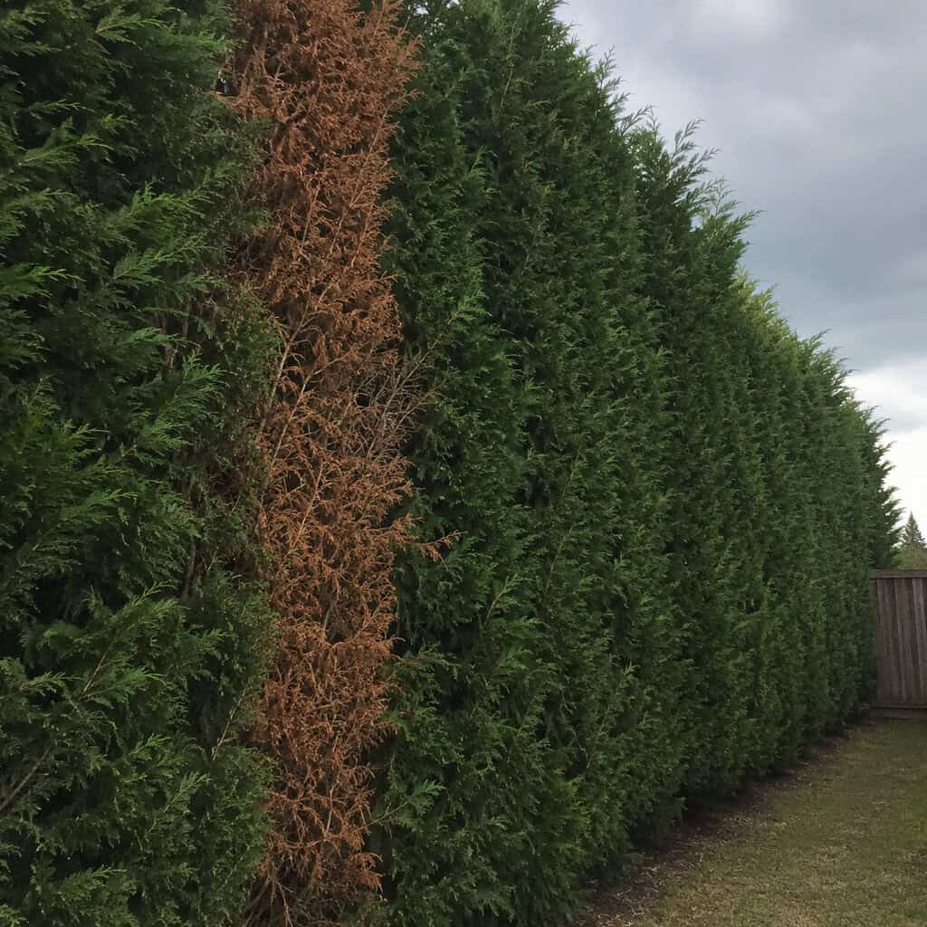 Leyland Cypress