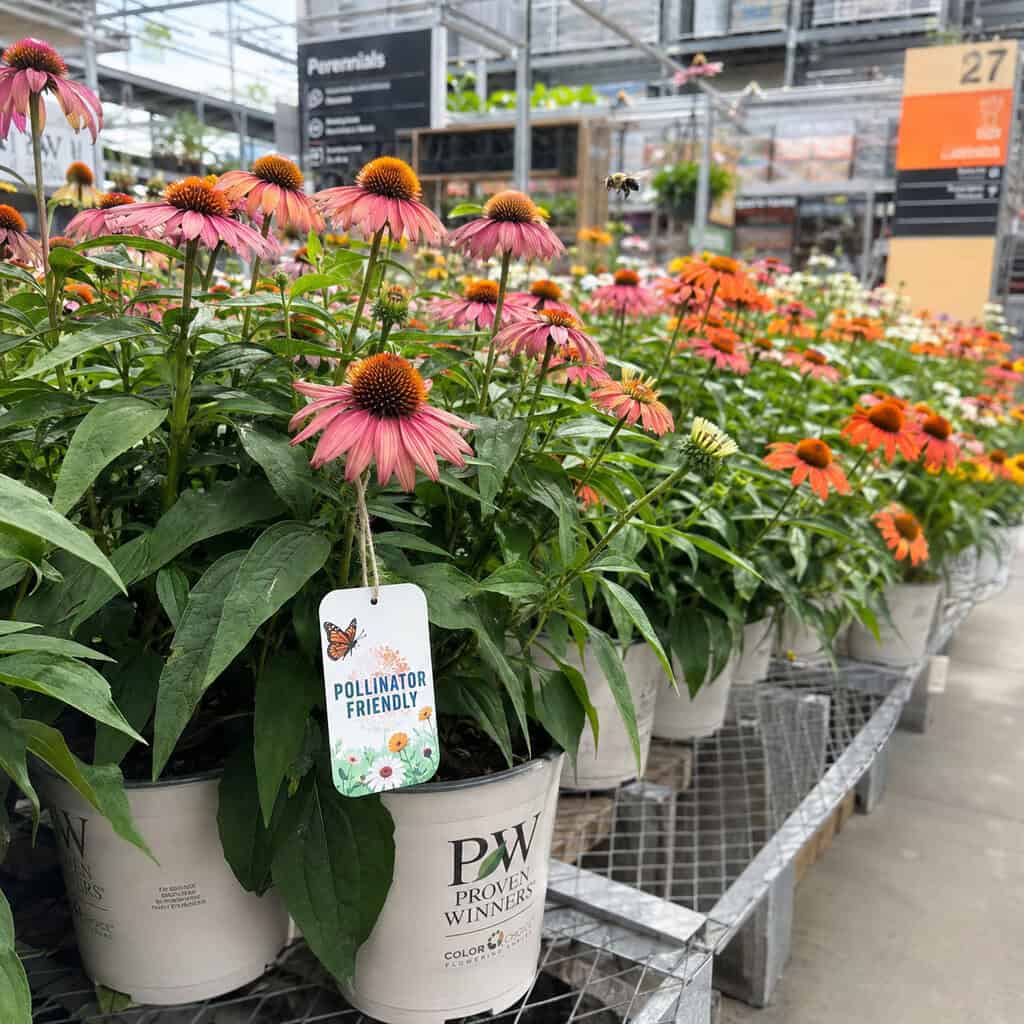 "Bee-Friendly" Plants Treated With Neonicotinoids