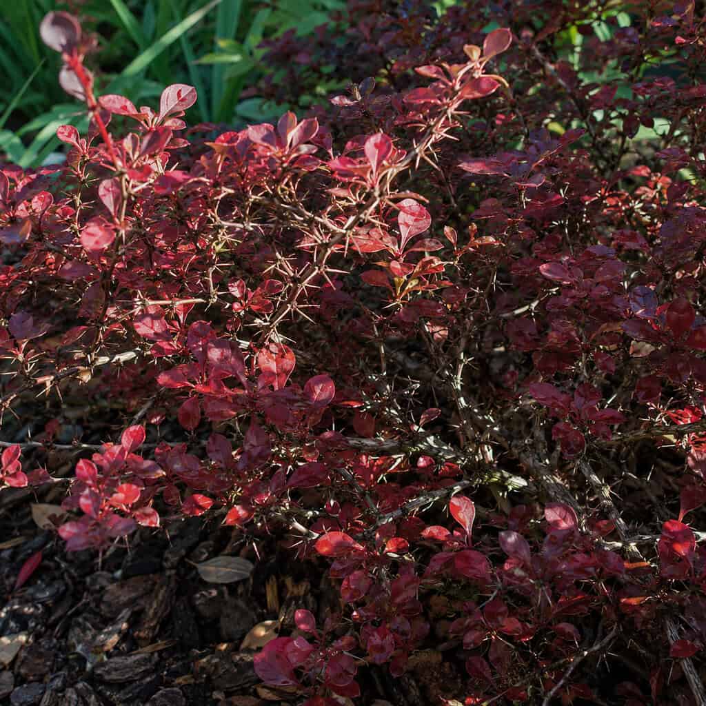 Japanese Barberry