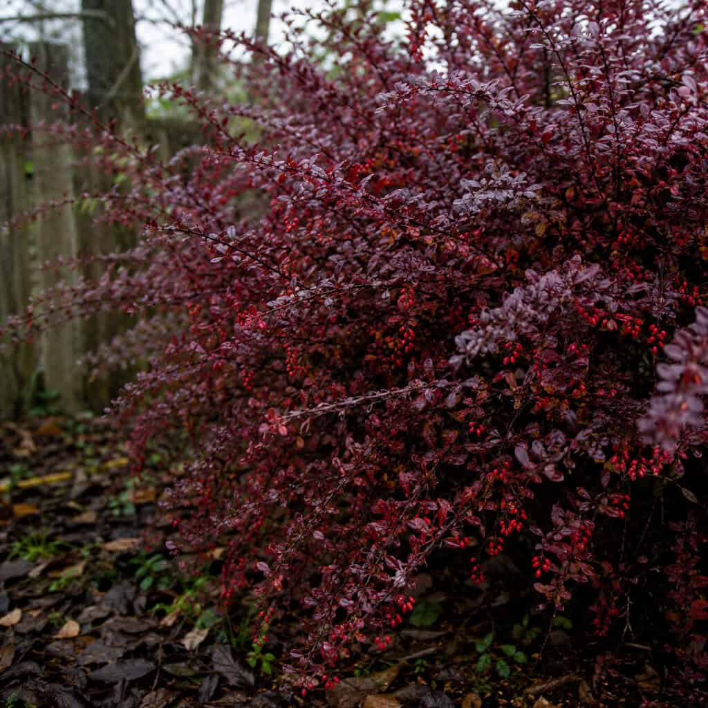 Japanese Barberry