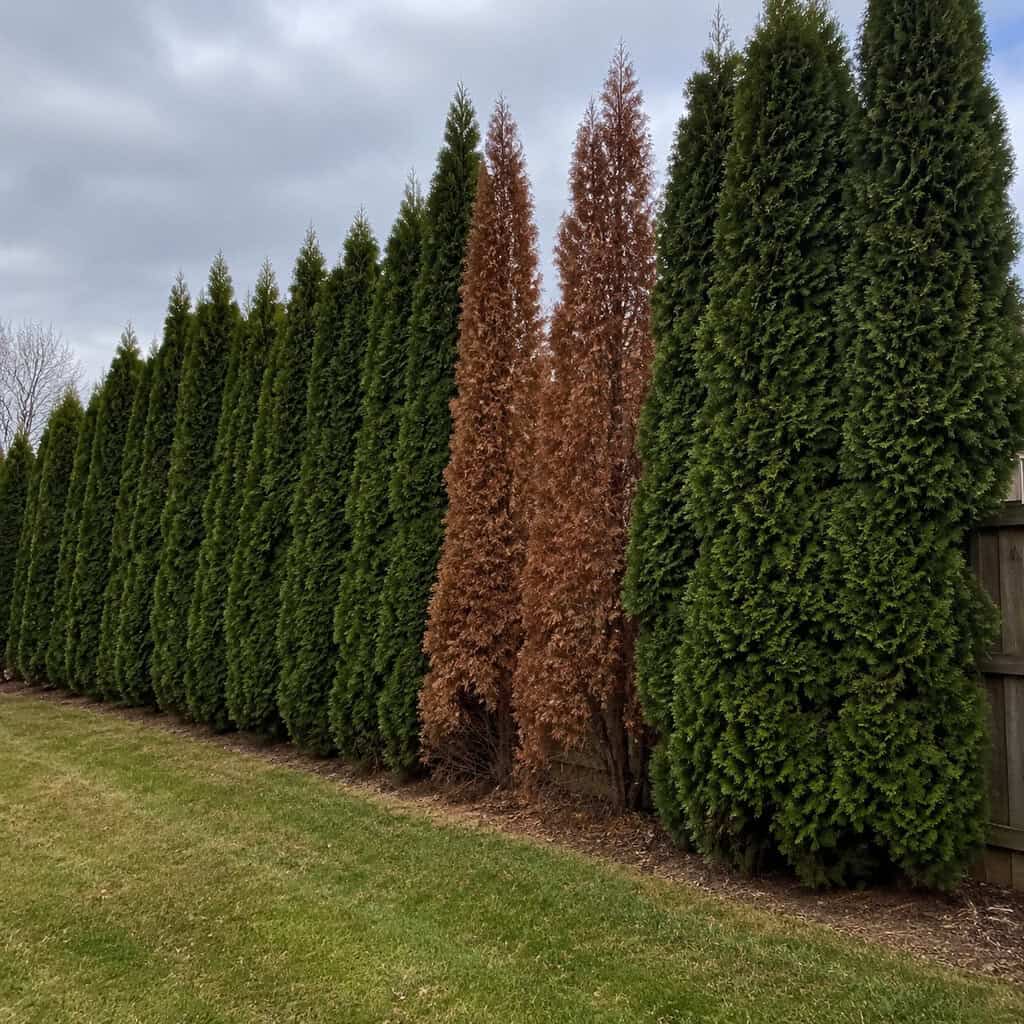 Leyland Cypress