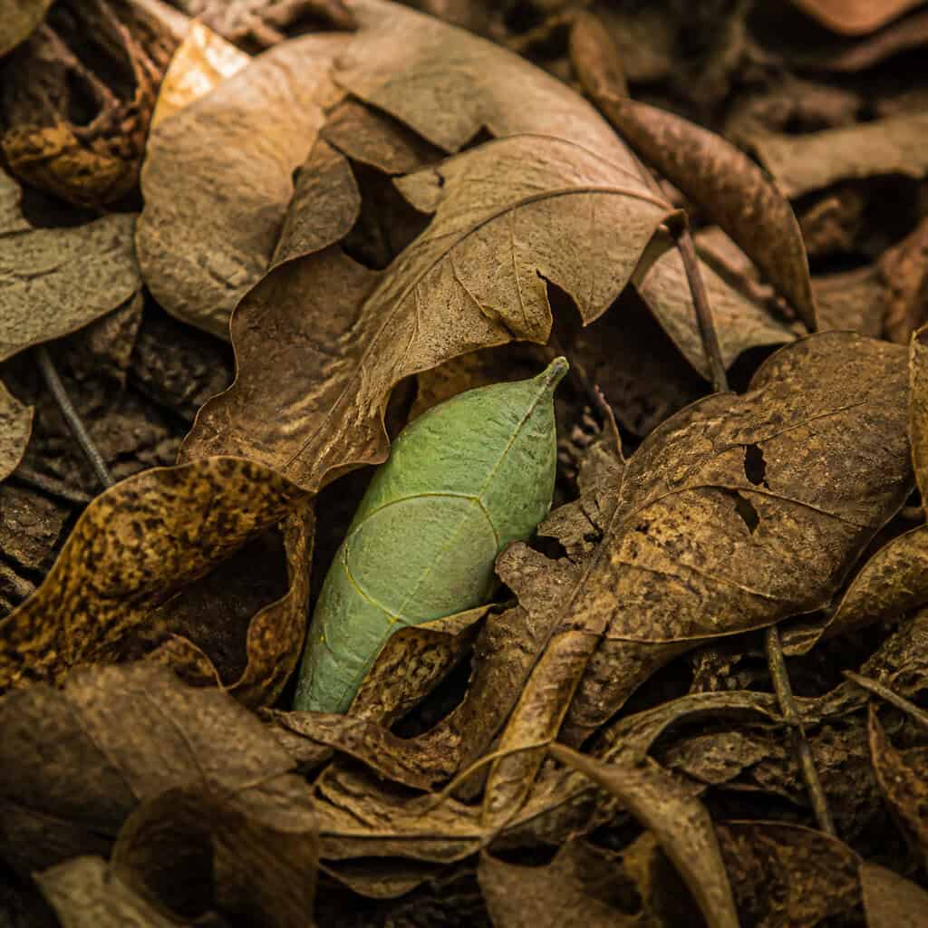 Shredding the Leaves You Decide to Keep