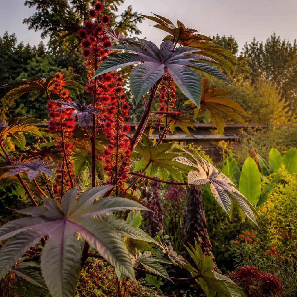 Castor Bean