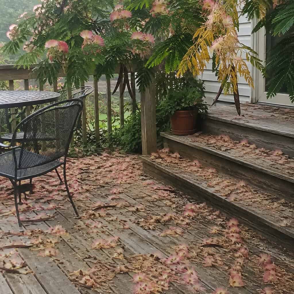 Mimosa Tree