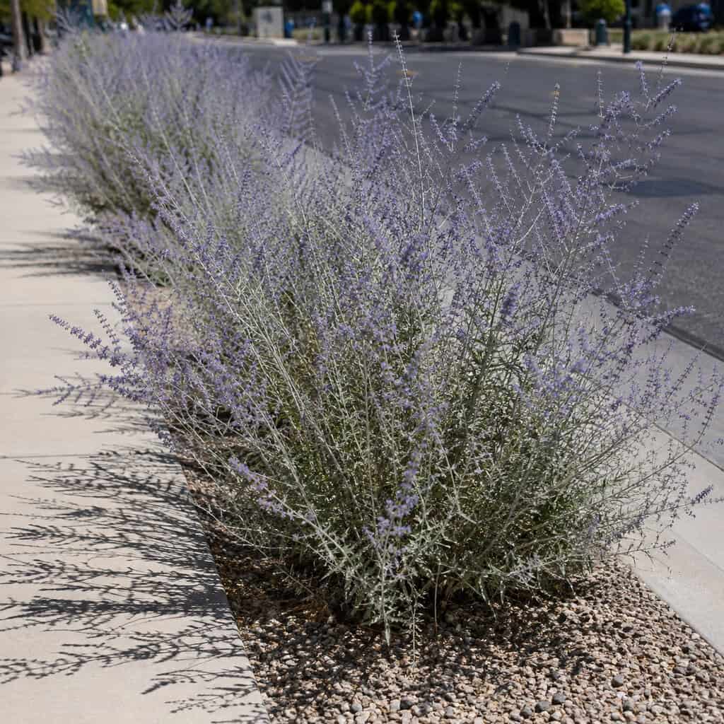 Russian Sage