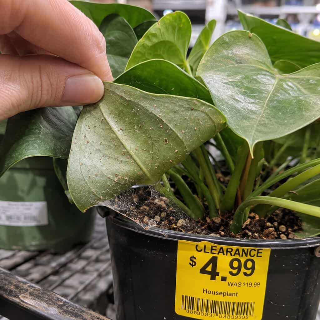 Clearance Houseplants With Hidden Pests