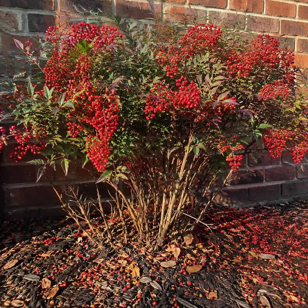 Nandina (Heavenly Bamboo)