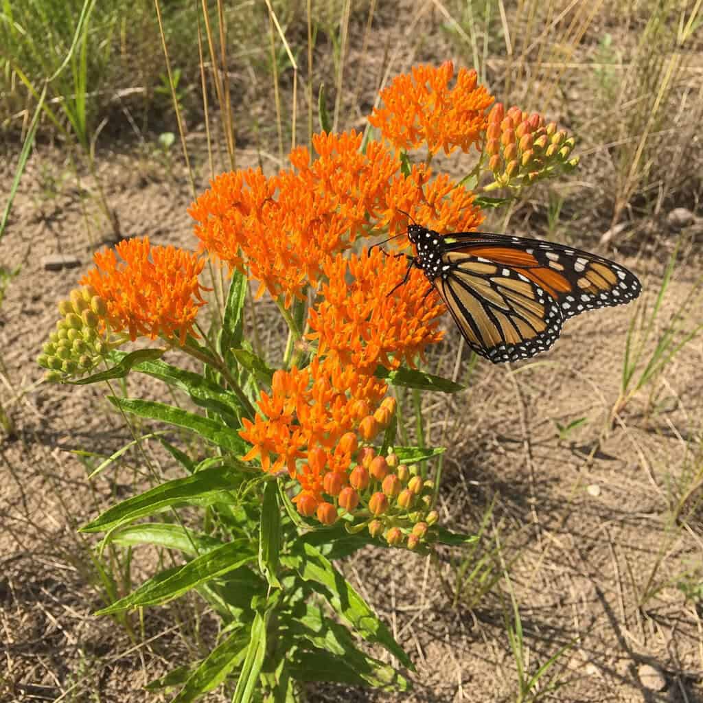 Butterfly Weed