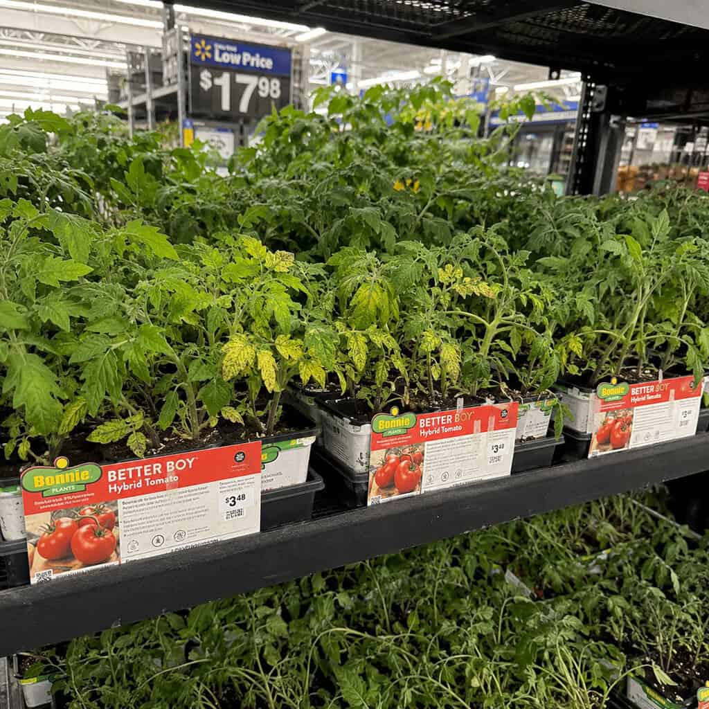 Discount Tomato & Vegetable Starts
