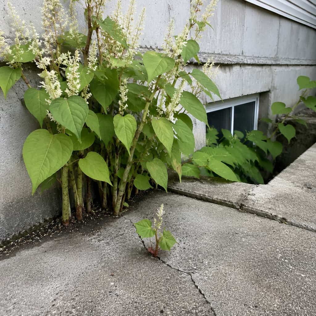Japanese Knotweed