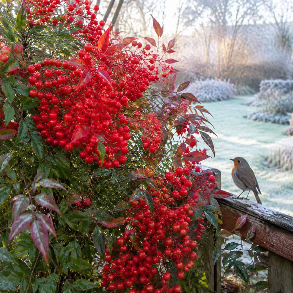 Nandina (Heavenly Bamboo)