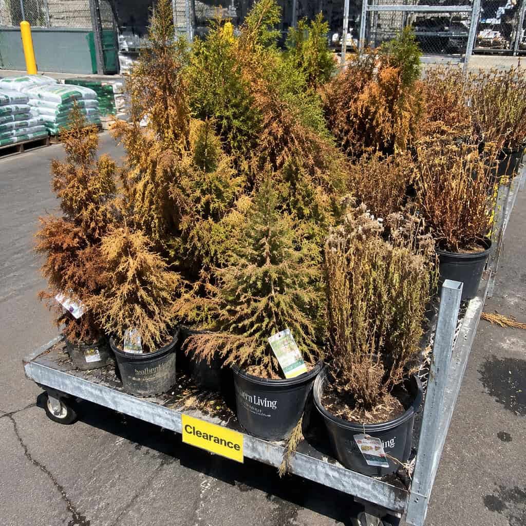 Half-Dead Clearance Perennials & Conifers