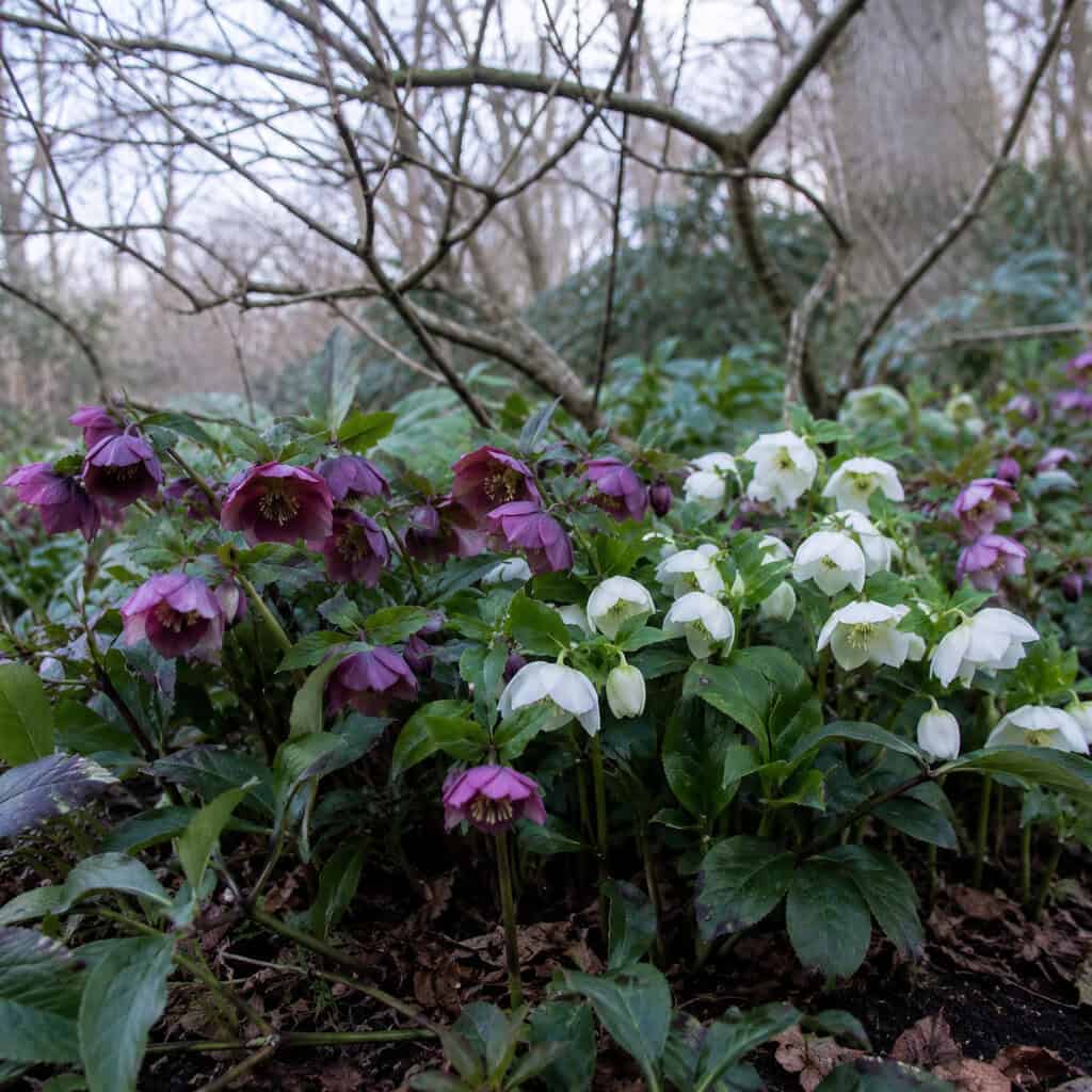 Hellebore (Lenten Rose)
