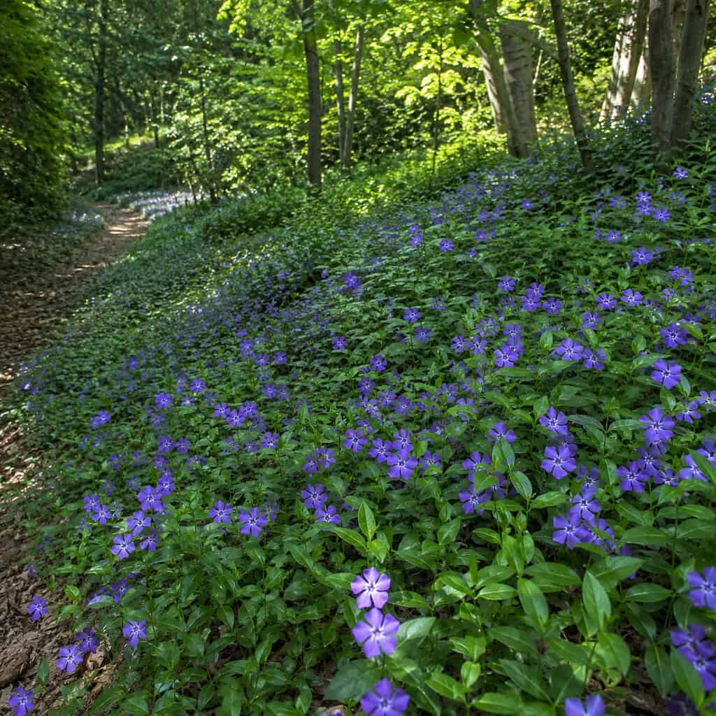 Vinca (Periwinkle)