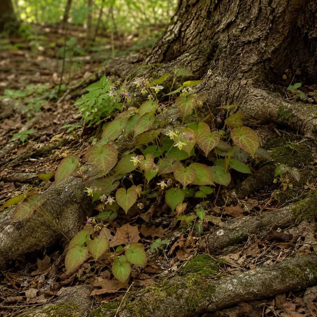 Epimedium