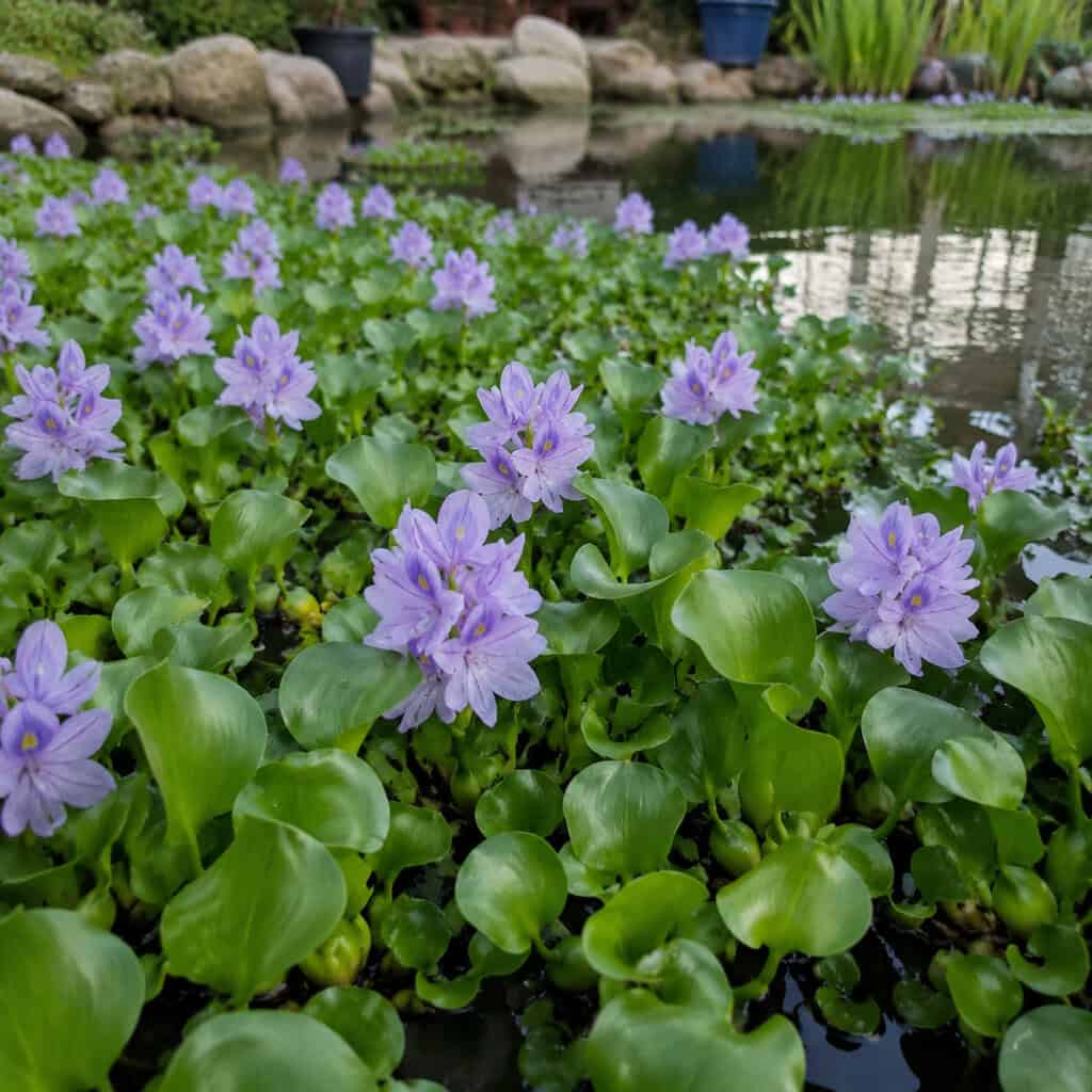 Water Hyacinth