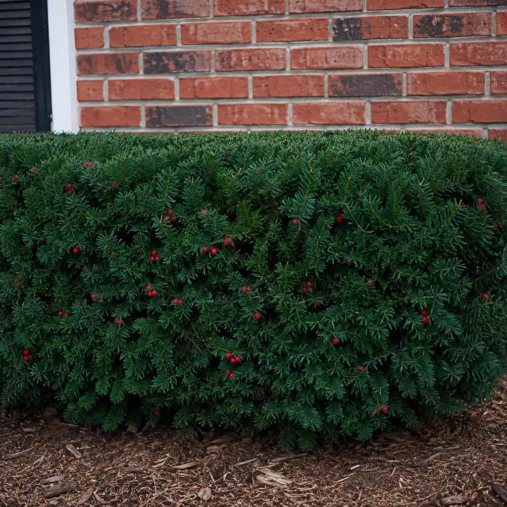 Yew