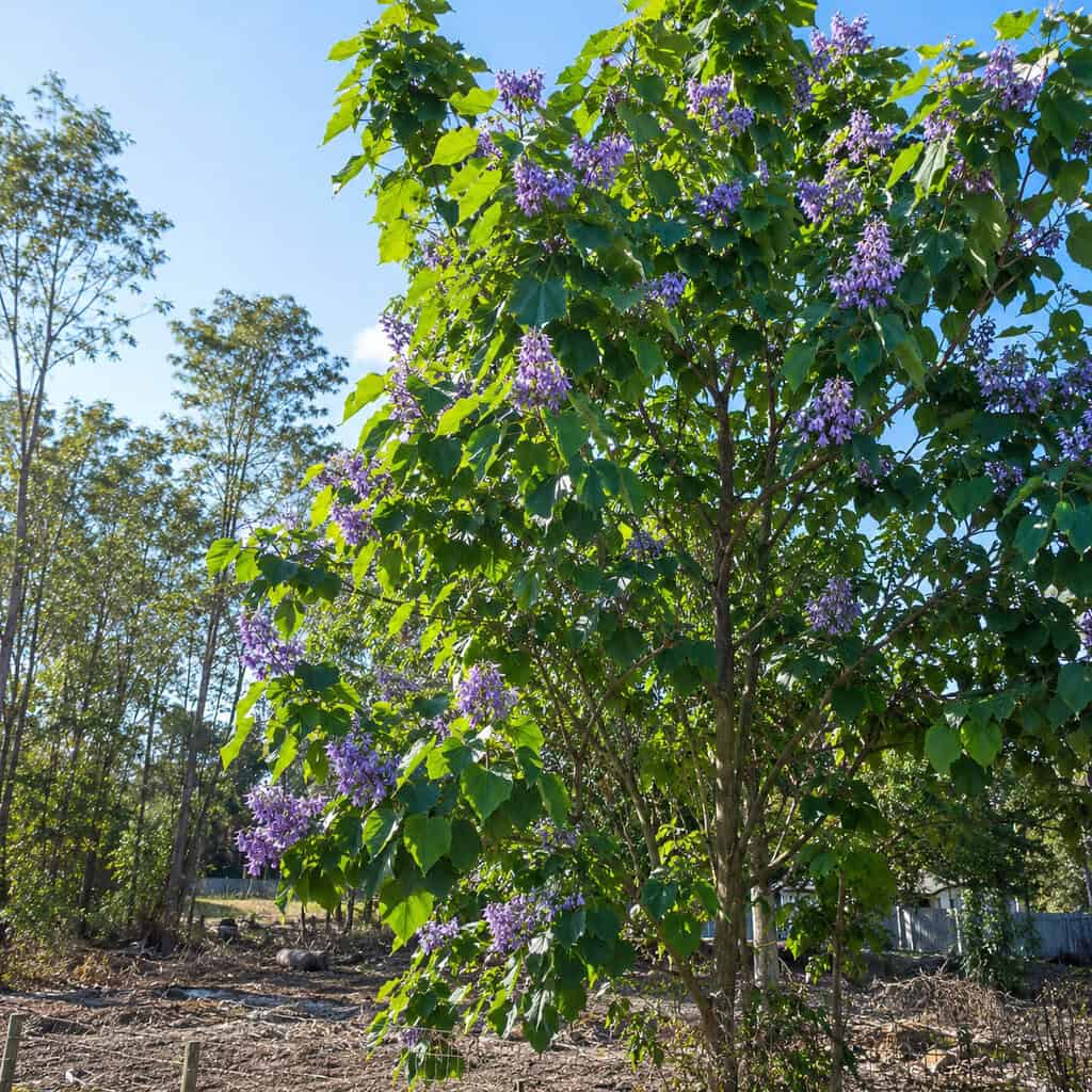 Princess Tree (Paulownia tomentosa)