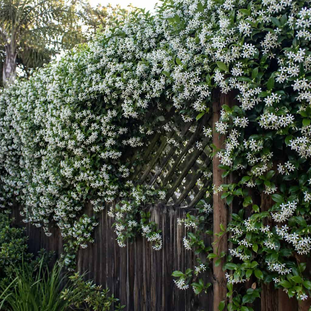 Ornamental Jasmine Vines (Confederate and Star)