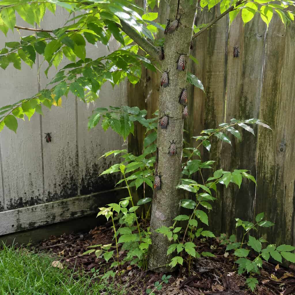 Tree of Heaven