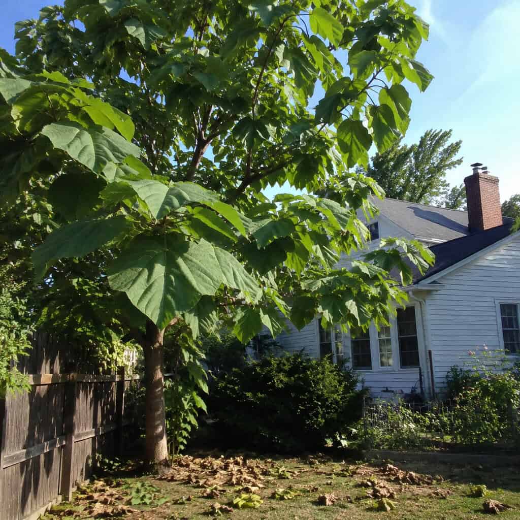 Empress Tree (Paulownia)