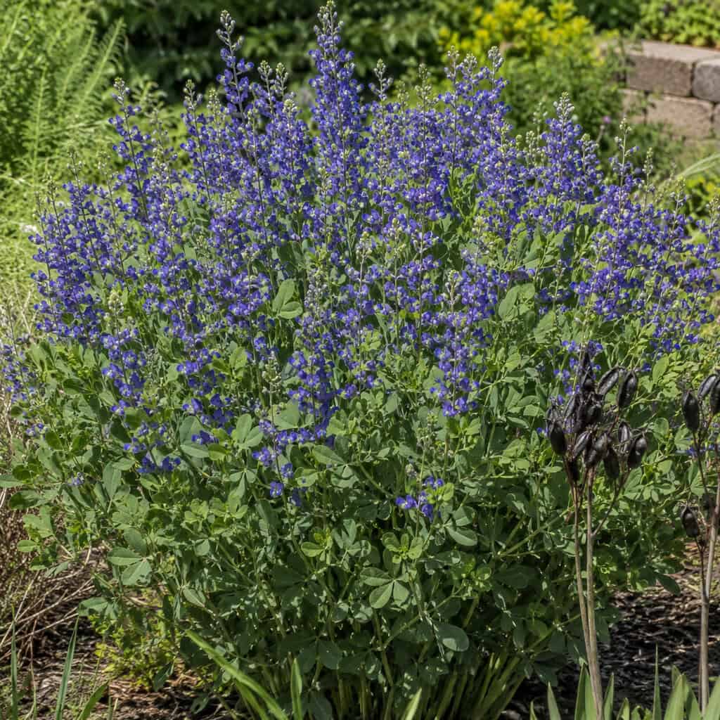 False Indigo