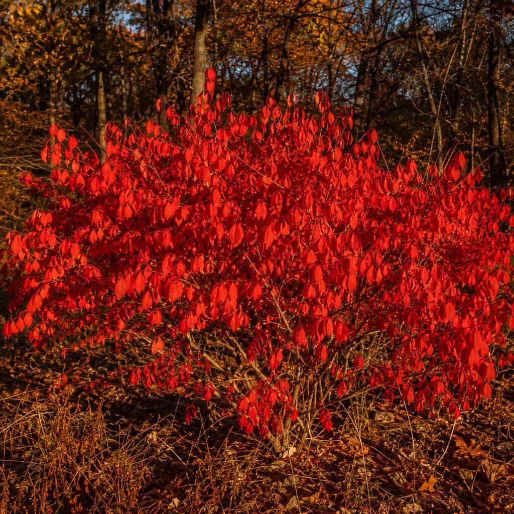 Burning Bush (Winged Euonymus)
