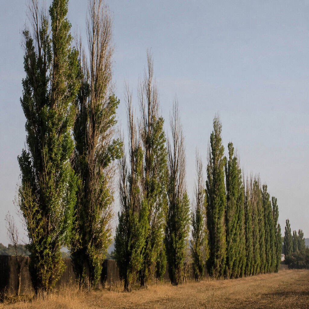 Lombardy Poplar