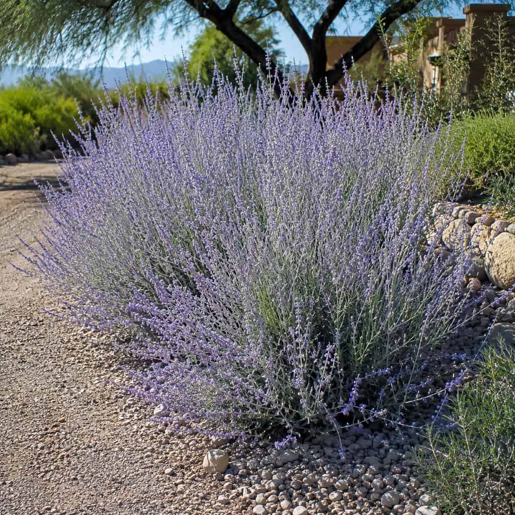 Russian Sage