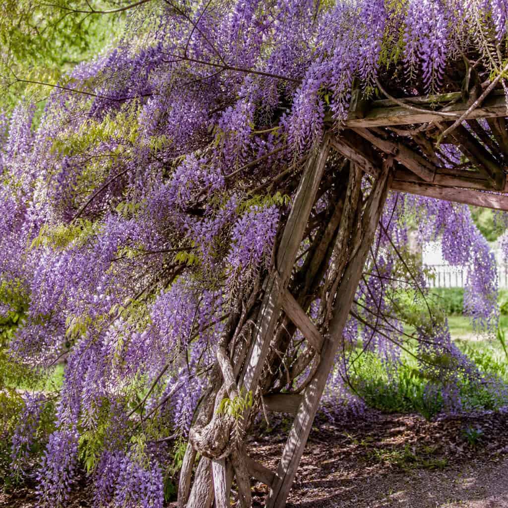 Wisteria (Chinese and Japanese)
