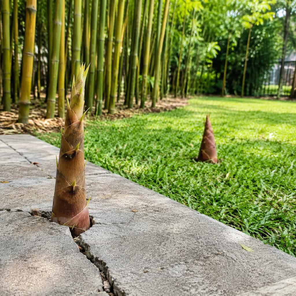 Bamboo (Running Types)