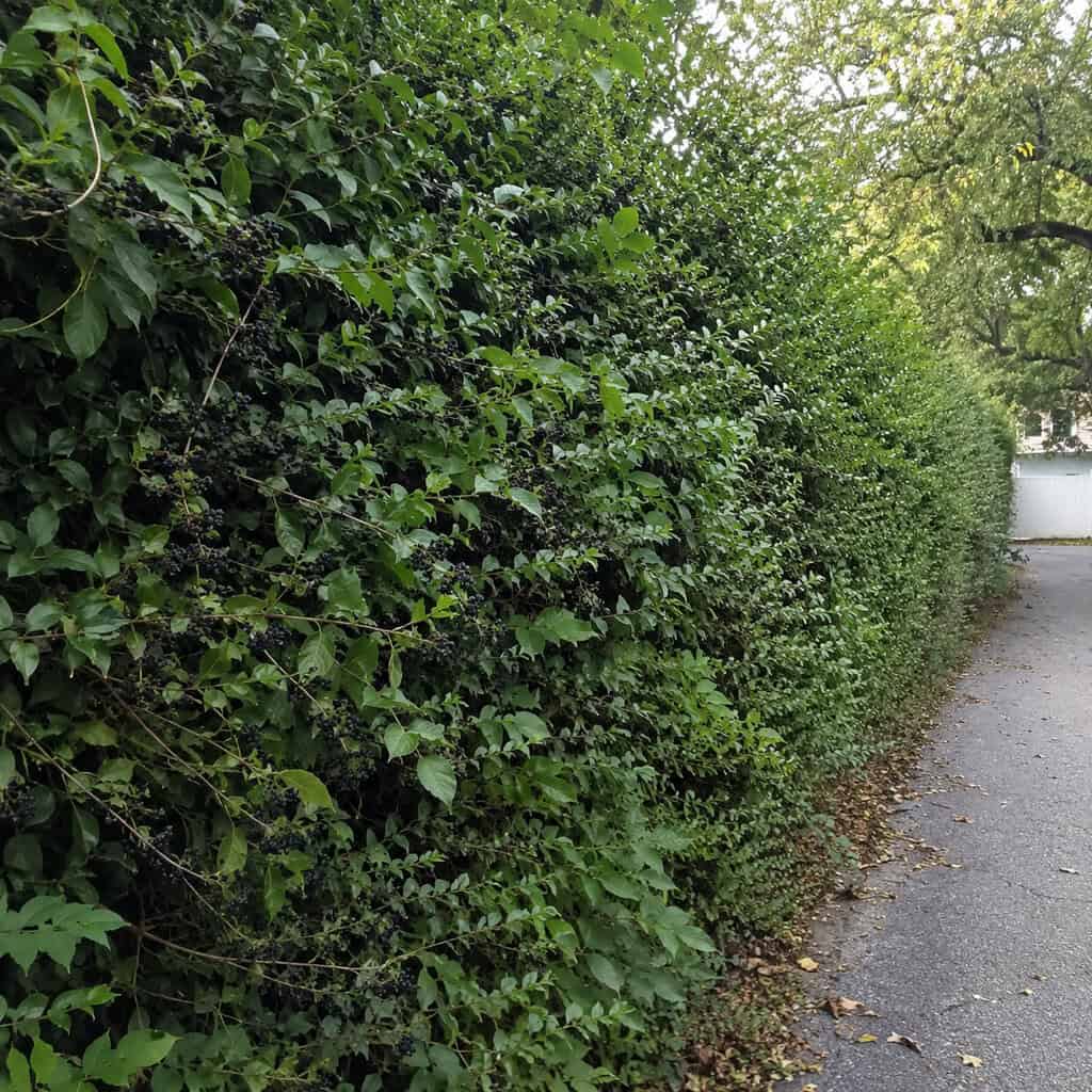 Privet (Ligustrum)