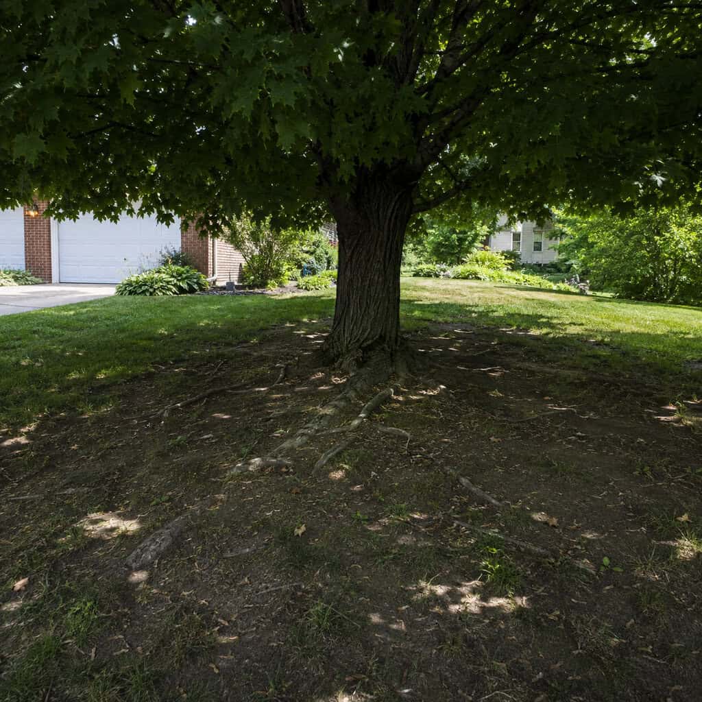 Norway Maple
